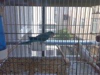 Mutasyon Monk Papağanı 3 Yaşında