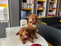 Dişi ve erkek poodle yavruları yeni yuvalarını arıyor.