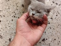 70 günlük 2 erkek kardeş kedimiz uyguna