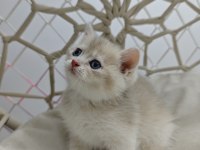 Yavru British Shorthair Kediler