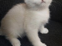 Teslime hazır yavru kediler