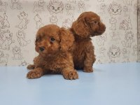 Yavru Toy Poodle