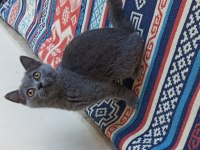 British Shorthair Çok Uysal