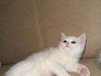 Beyaz İki Yavru Kedimiz Sahiplendirilecektir