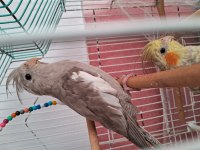 Wifi Sultan Papağanı