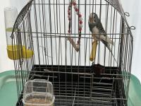 Yavru Muhabbet Kuşumuz