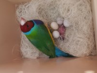 Genç gokkuşağı ispinozu