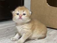 Safkan british bebeklerim rezerveye açık