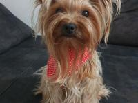 Yorkshire terrier teacup dişi