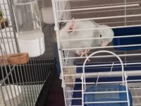 8 Muhabbet Kuşu, 1 Forpus Papağanı, 2 Kafes Ve 4 Yumurta