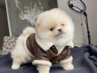 Ayı surat pomeranian boo yavrular