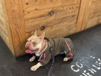 New shade ısabella french bulldog