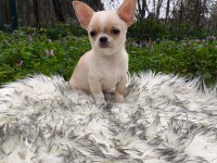 Beyaz Krem Elma Kafa Küt Burun Mükemmel Anatomi Yavru Şivava