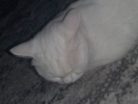 Kartopu Kedim Ücretsiz