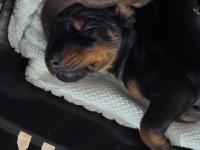 Fci kif a şecere dereceli eşleşme doberman yavruları