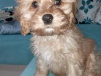 Dünyanın en tatlı maltipoo bebeklerinden biri