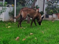 Alan Koruma Belçika Malinois