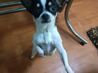 Şivava Köpeğimiz Yeni Yuva Arıyor