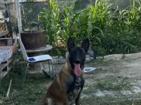 Irk Garantili Malinois Köpekler