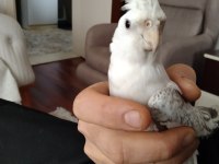 Her Tür Sultan Papağanı Vardır