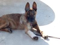 Orjinal belçika kurdu köpeği 4 aylık