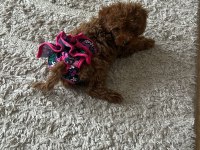 Teacup boy dişi poodle