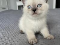 British Shorthair İki Aylık Erkek Ve Dişi