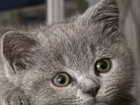 3 aylık dişi tüm ekipmanla birlikte british shorthair