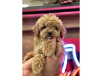 Maltipoo Yavrularım Sağlık Ve Irk Garantilidir