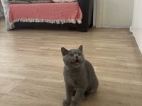 Safkan british shorthair yavru kedimiz