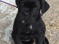 Sağlık ve ırk garantili cane corso köpekleri