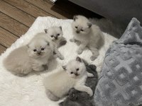 British/scottish yavrularımıza yuva arıyoruz