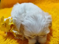 Maltese Terrier Yavrular Gelip Görerek Alabilirsiniz Adrese Teslimat Var