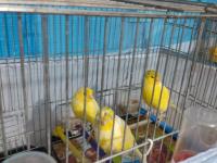 2025 lanksair dişi kanaryalar