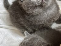 British Shorthair Bebek Kedilerimiz