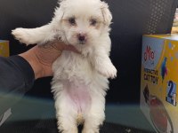 A Kalite Maltese Bebekler