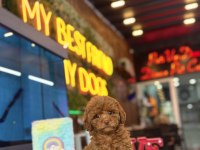 Toy Poodle Irk Ve Sağlık Garantili