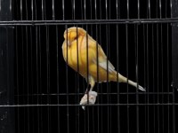 Yorkshire Kanaryalar