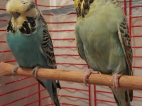 Şov jumbo muhabbet kuşu