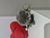 Dişi Scottish Fold Kedimiz