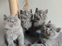 Ayı Surat Safkan British Shorthair Yavrularımız
