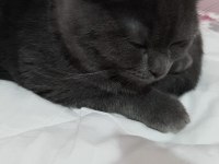 British Cins Yavru Kediler