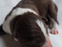 Border Collie Siyah Beyaz Ve Kahve Beyaz Yavrular