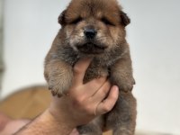 50 Günlük Çin Aslan Yavrularımız