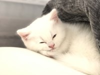 1,5 Aylık Yavru Beyaz British Shorthair