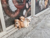 Kendi Köpeğimin Yavruları