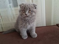 6 Kardeş Kediler Yeni Yuvalarını Arıyor