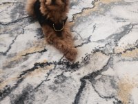 4 Aylık Toy Poodle