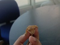 Crested gecko