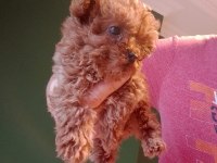 Mini teacup poodle yavrumuz